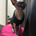 Warm Knitted Sphynx Cat Sweater Winter Pet Clothes for Cats mascotas Clothing Katten Kedi Kitten Puppy Pullovers ropa para gatos