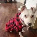 Dog Winter Coat Pet Jacket Plaid Reversible Vest Cold Weather Dog Clothes Pet Apparel for Small Medium Large Dogs