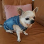 Dog Jeans Jacket Cool Puppy Denim Dog Shirts for Small Medium Dogs Cats Lapel Harness Vests Washed Scratch Design Dog Clothes