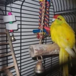 Parrot Chew Toy Cotton Rope Birds Toy Bite Bridge Bird Tearing Toys Cockatiels Training Hang Swings Birds Cage Supplies