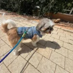 Dog Jeans Jacket Cool Puppy Denim Dog Shirts for Small Medium Dogs Cats Lapel Harness Vests Washed Scratch Design Dog Clothes