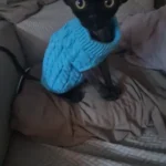 Warm Knitted Sphynx Cat Sweater Winter Pet Clothes for Cats mascotas Clothing Katten Kedi Kitten Puppy Pullovers ropa para gatos