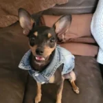 Dog Jeans Jacket Cool Puppy Denim Dog Shirts for Small Medium Dogs Cats Lapel Harness Vests Washed Scratch Design Dog Clothes