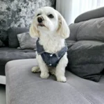 Dog Jeans Jacket Cool Puppy Denim Dog Shirts for Small Medium Dogs Cats Lapel Harness Vests Washed Scratch Design Dog Clothes