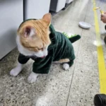 Pet Cat Dog Halloween Dog Clothes for Small Dogs Funny Dinosaur Cosplay Costume Winter Warm Cat Coat Fleece Hoodies Sweater