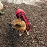 Dog Winter Coat Pet Jacket Plaid Reversible Vest Cold Weather Dog Clothes Pet Apparel for Small Medium Large Dogs