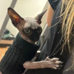 Warm Knitted Sphynx Cat Sweater Winter Pet Clothes for Cats mascotas Clothing Katten Kedi Kitten Puppy Pullovers ropa para gatos