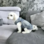 Dog Jeans Jacket Cool Puppy Denim Dog Shirts for Small Medium Dogs Cats Lapel Harness Vests Washed Scratch Design Dog Clothes