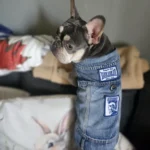 Dog Jeans Jacket Cool Puppy Denim Dog Shirts for Small Medium Dogs Cats Lapel Harness Vests Washed Scratch Design Dog Clothes