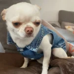 Dog Jeans Jacket Cool Puppy Denim Dog Shirts for Small Medium Dogs Cats Lapel Harness Vests Washed Scratch Design Dog Clothes