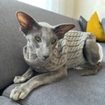 Warm Knitted Sphynx Cat Sweater Winter Pet Clothes for Cats mascotas Clothing Katten Kedi Kitten Puppy Pullovers ropa para gatos