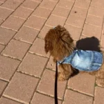 Dog Jeans Jacket Cool Puppy Denim Dog Shirts for Small Medium Dogs Cats Lapel Harness Vests Washed Scratch Design Dog Clothes