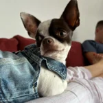 Dog Jeans Jacket Cool Puppy Denim Dog Shirts for Small Medium Dogs Cats Lapel Harness Vests Washed Scratch Design Dog Clothes